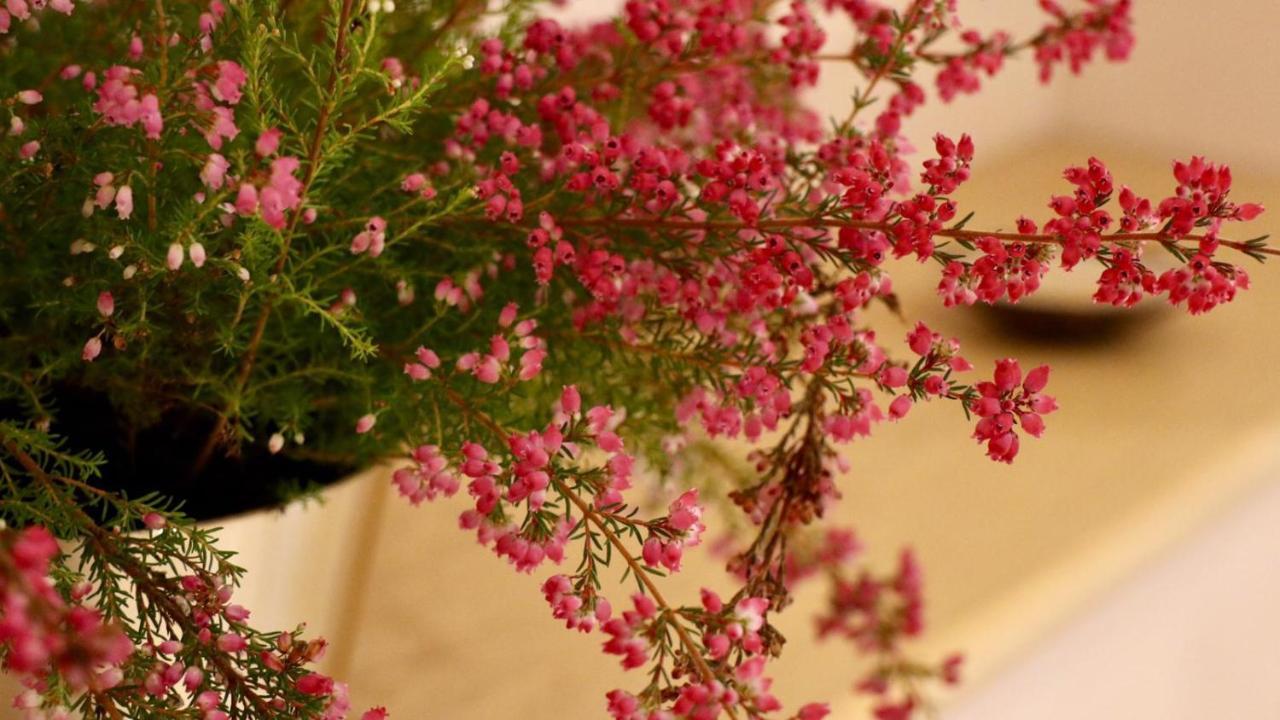 A Casa Di Grace Bed & Breakfast Базильо Екстериор снимка